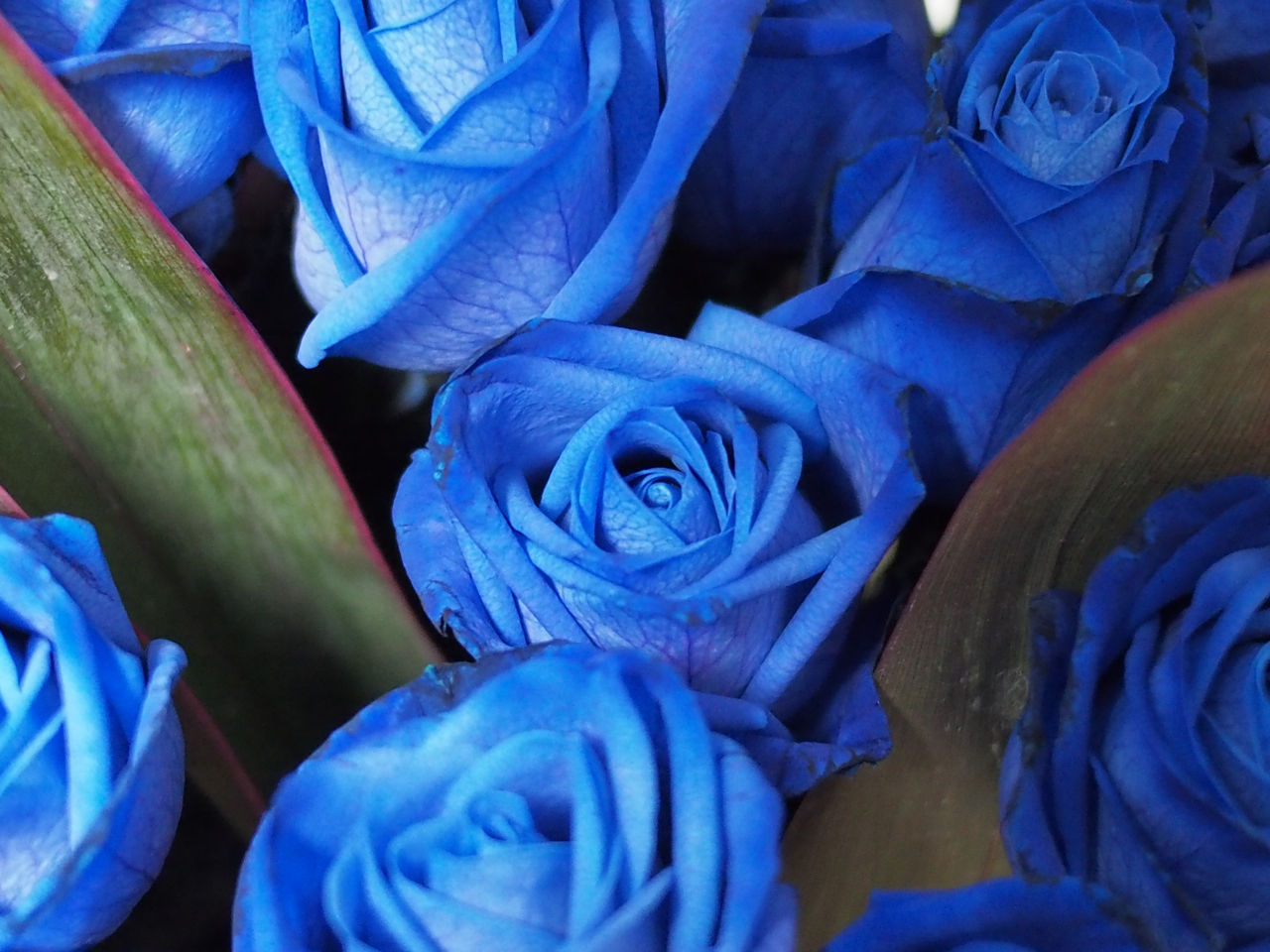 「青いバラ」